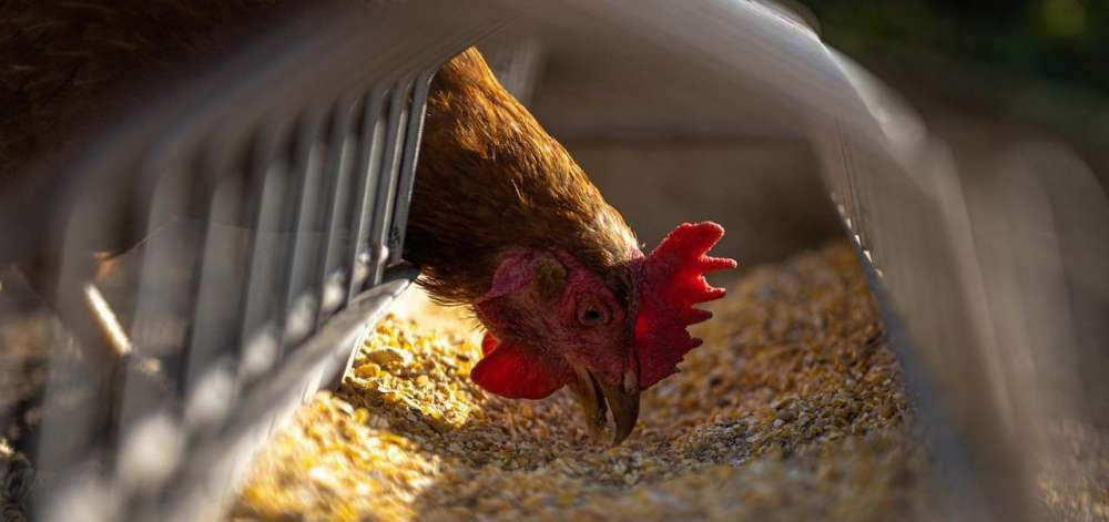 Мировой рынок кормовых антиоксидантов для птиц будет расти на 10% ежегодно
