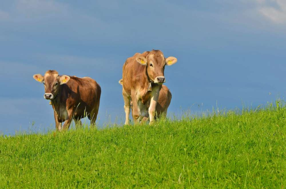 Нестле запускает пилотный образцовый проект климатической молочной фермы