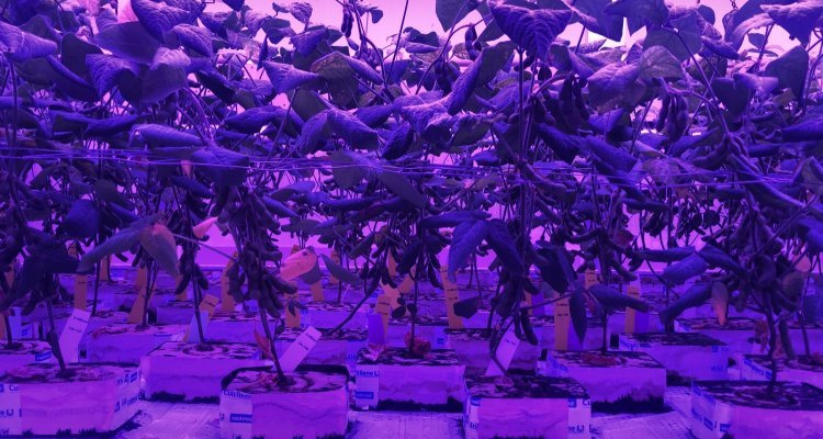 Ученые провели первые эксперименты по выращиванию сои в вертикальных теплицах