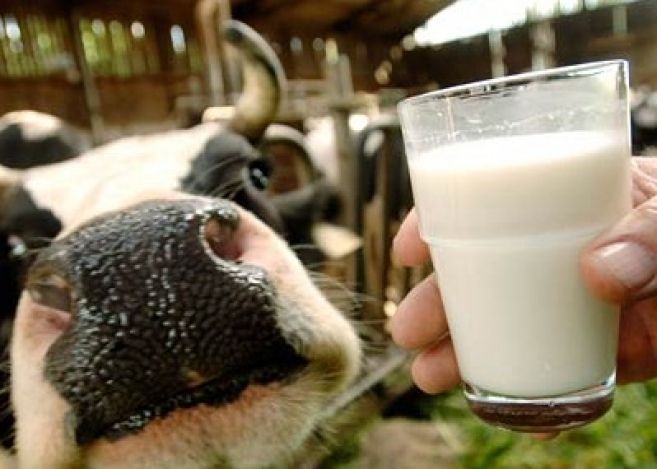 В Калужской области начал работу молочный комплекс на 2400 коров 