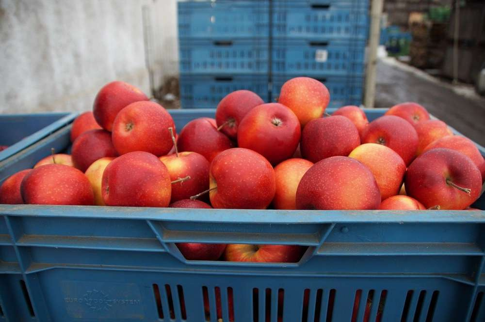 Сербия возобновила экспорт яблок в Россию