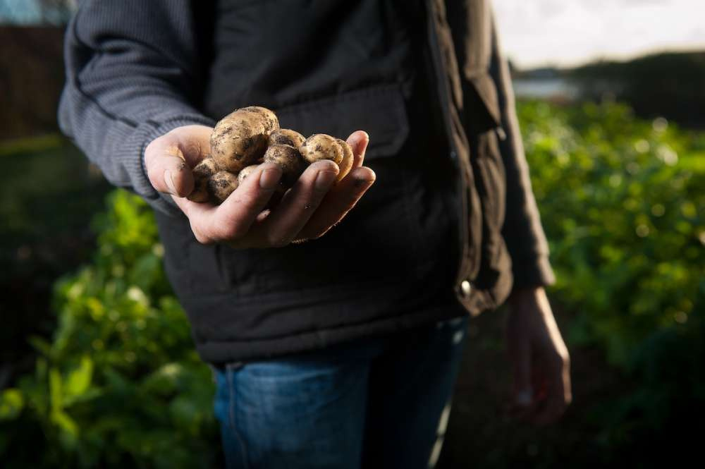 Фермеры: изменение климата — самая большая угроза для производства картофеля