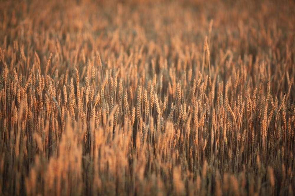 В Египте вывели ГМ-пшеницу, устойчивую к засолению почвы и нехватке воды