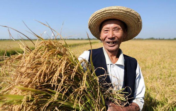Ежегодно в Китае пропадает более 30 миллионов тонн зерна