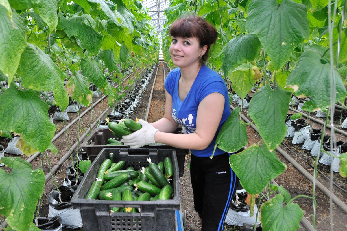 В Калининграде будут выращивать больше тепличных овощей