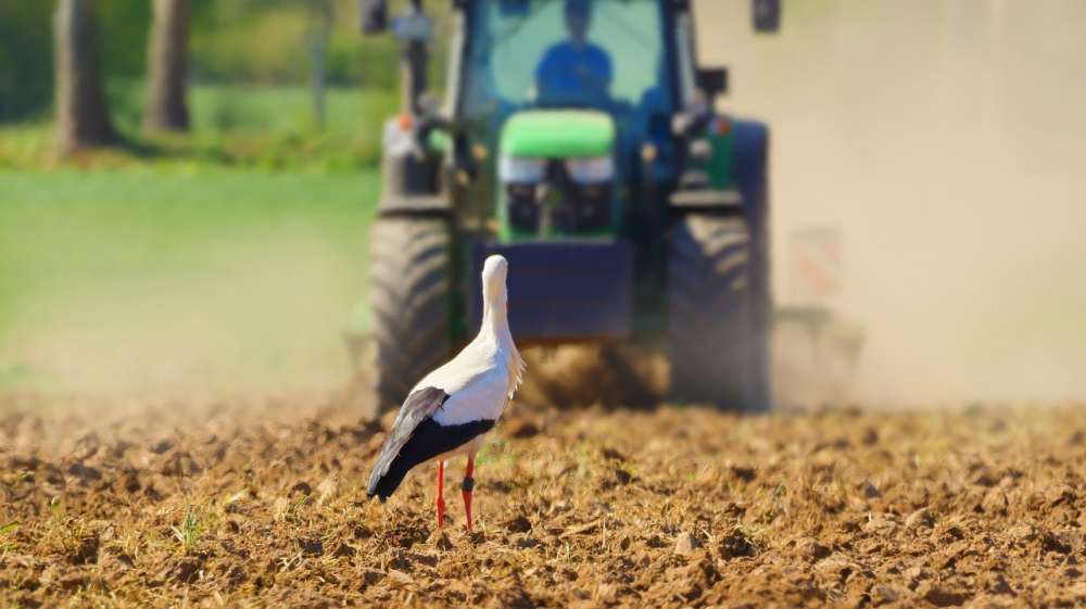 Пестициды — главная причина сокращения численности птиц в Европе