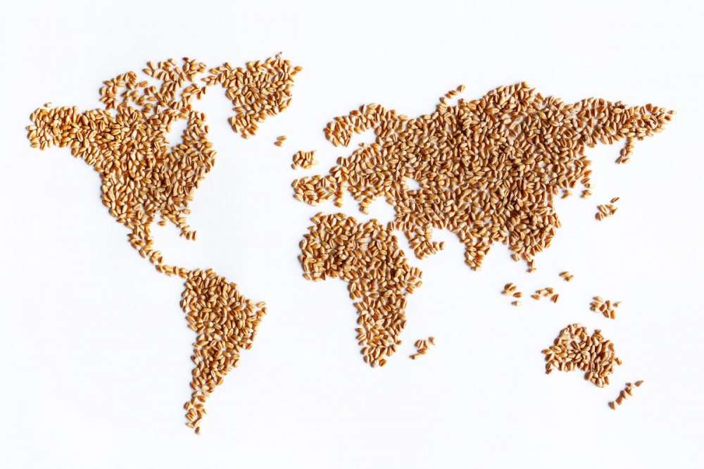 Прогнозы по мировому производству зерна снижаются, но остаются на рекордном уровне