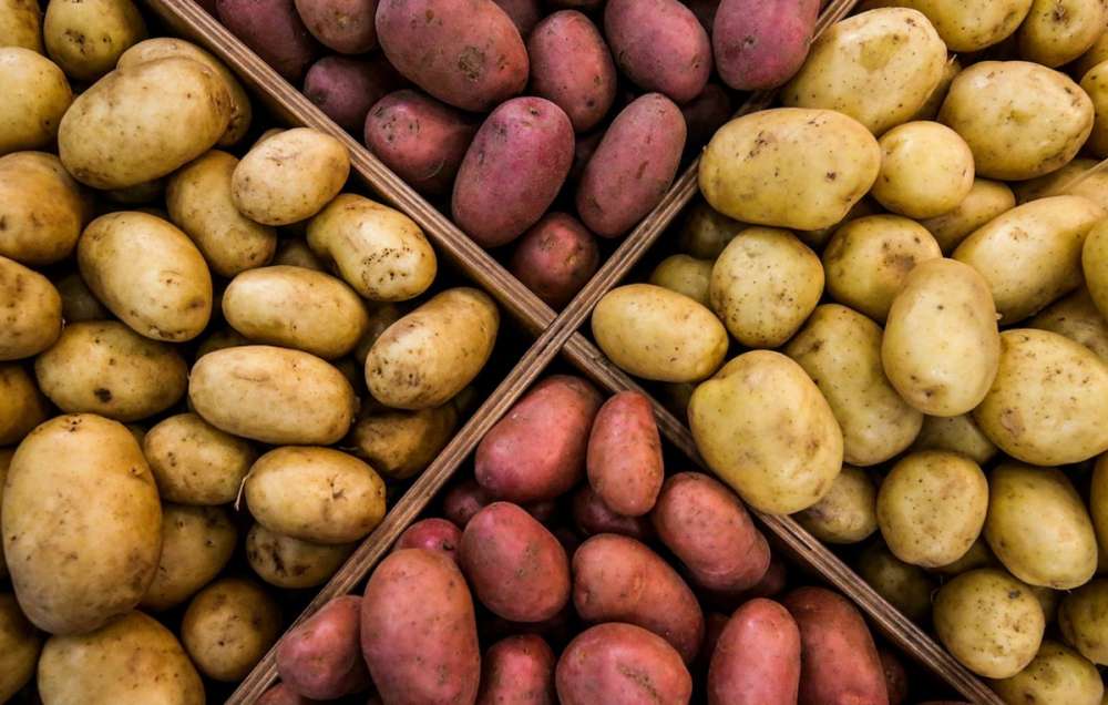 Сорта картофеля для переработки — горные опыты в Дагестане
