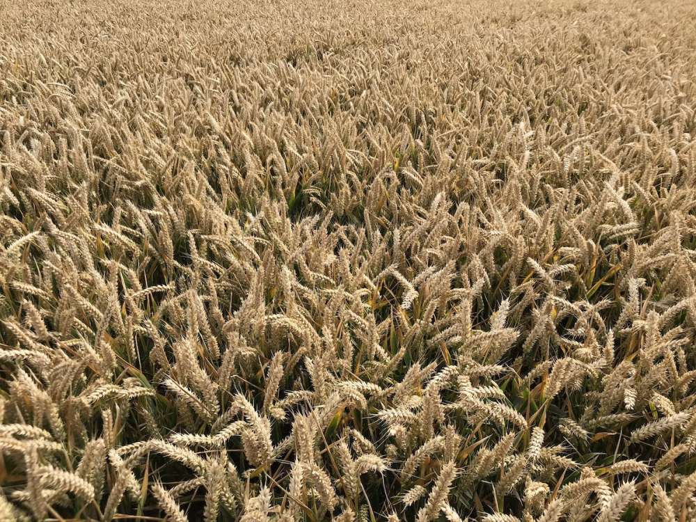 Новозеландский фермер установил новый мировой рекорд урожайности пшеницы — почти 174 ц/га