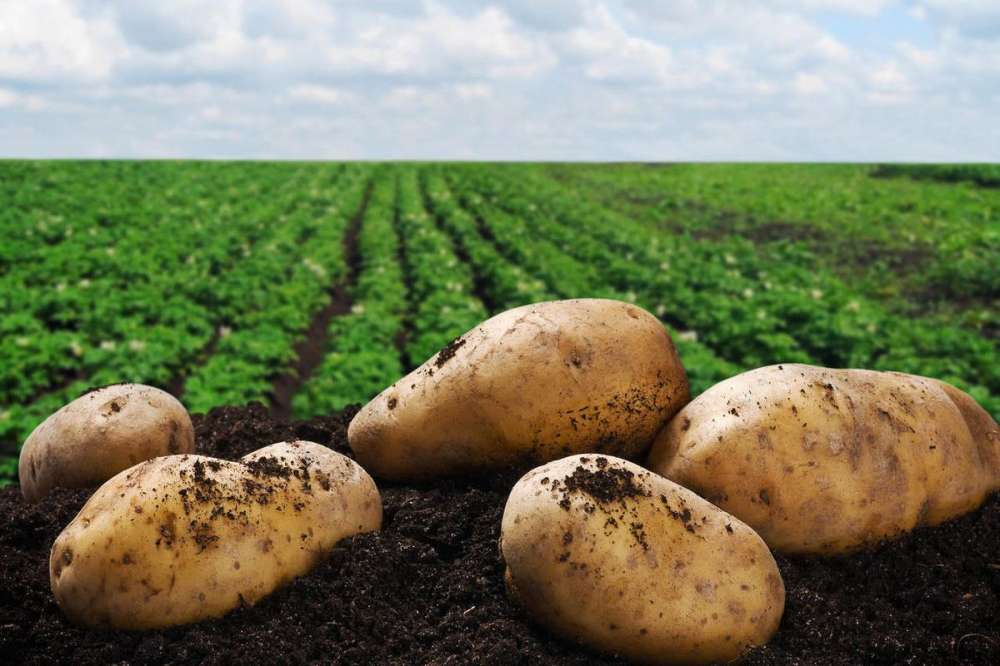 Технология поверхностной посадки картофеля.