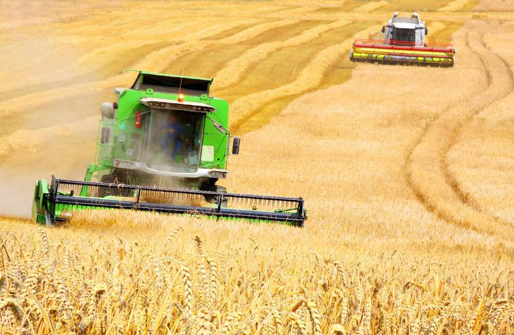 Международный совет по зерну (IGC) прогнозирует увеличение производства зерна в сезоне 2020/21 