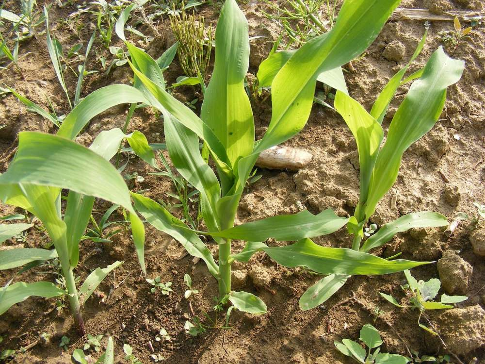 BASF выводит на рынок первый в мире гербицид в твердой капсуле для кукурузы