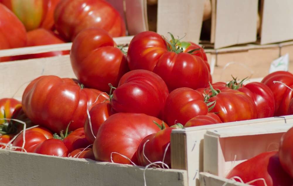 Экспорт марокканских томатов в Россию падает