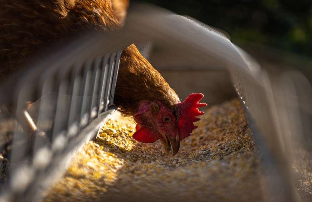 Сохранить и преумножить: обзор российского сектора производства мяса птицы и яиц