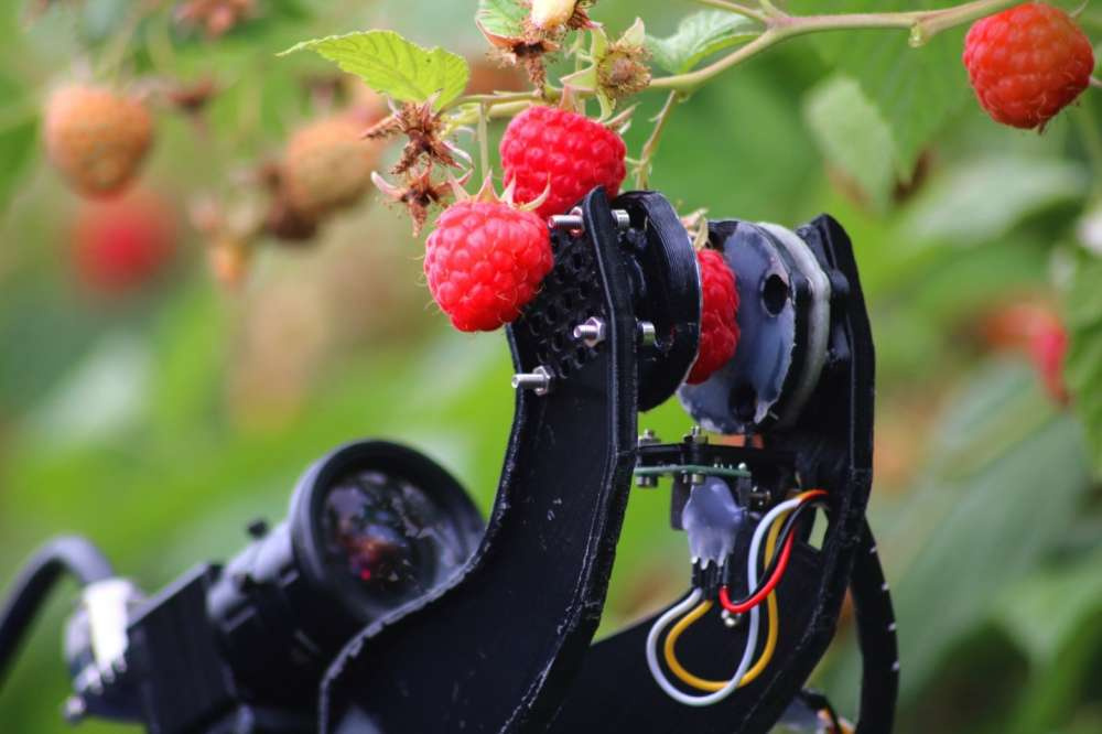 Автономные роботы смогут собирать до 25 000 ягод малины в день
