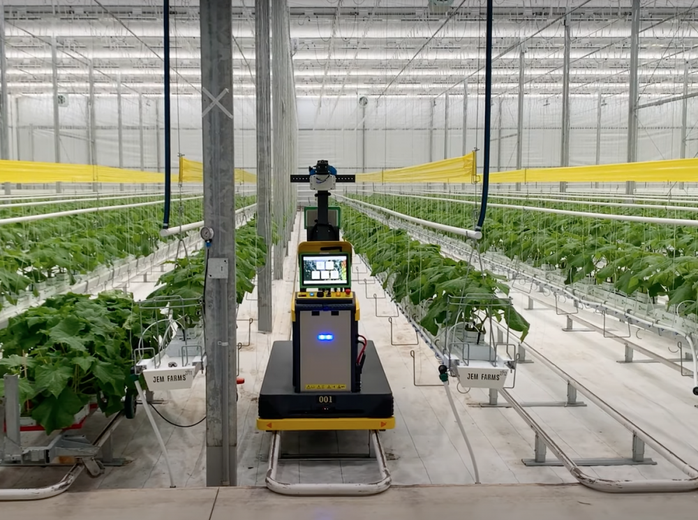 Первый в мире автономный робот для разведки и прогнозирования урожайности в теплицах