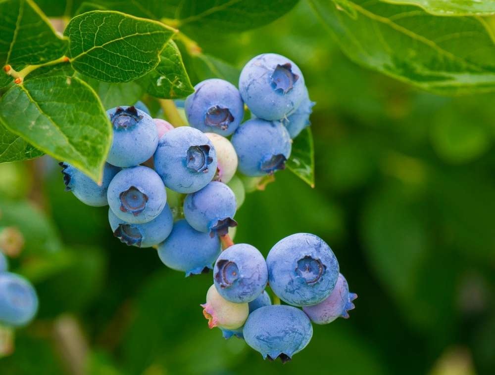 В Крыму в 2021 году заложат сады с голубикой, хурмой и тропической азиминой на 1 тыс. га