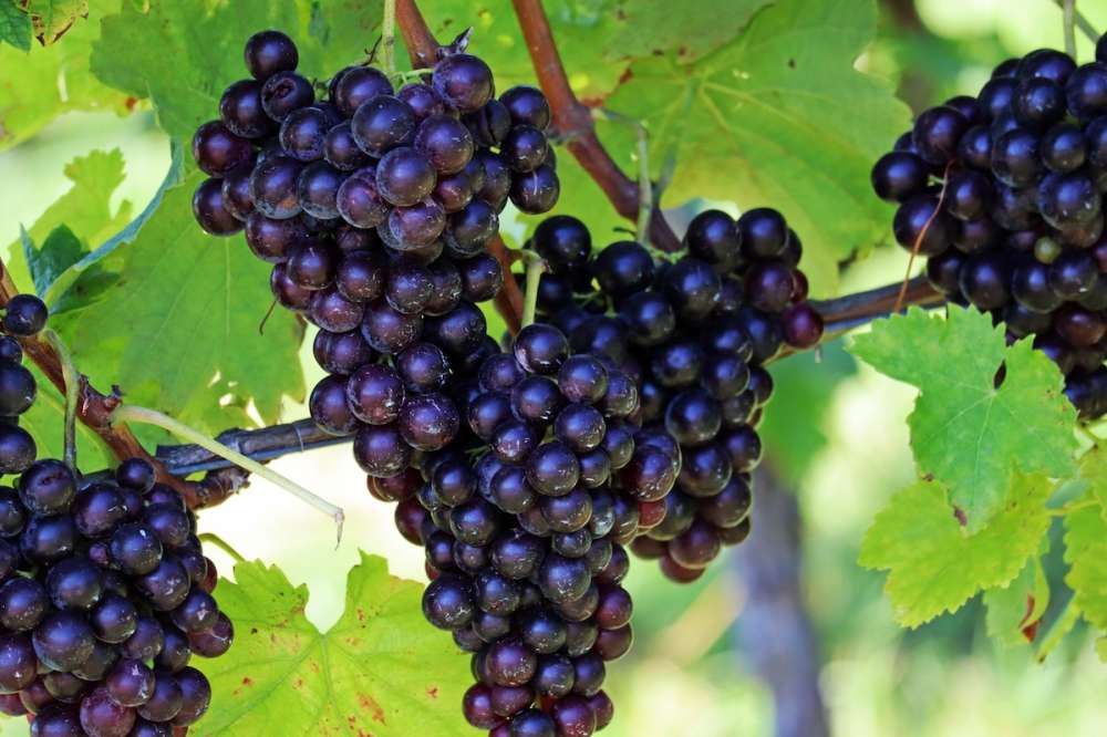 Правительство одобрило допфинансирование на строительство научного центра селекции винограда в Крыму