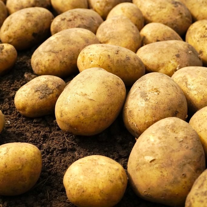 Аминокислоты для картофеля: влияние удобрений на продуктивность