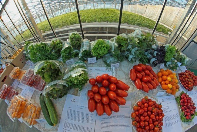 Обзор российского рынка тепличных овощей
