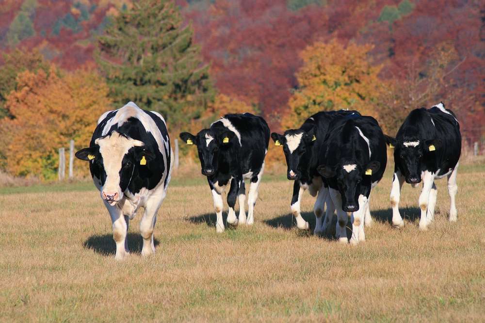 Зачем нужна программа вакцинации животных на молочной ферме?