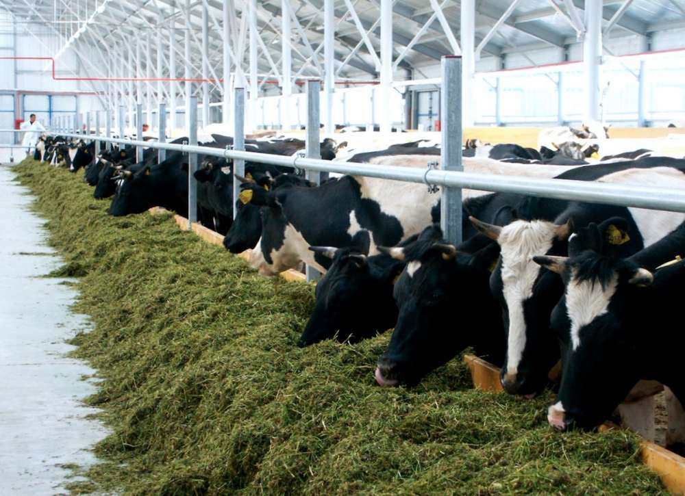 Молочная ферма: инвестпроект на примере хозяйства в Краснодарском крае