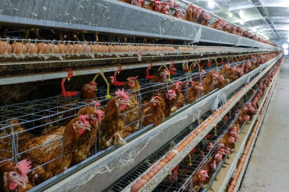 Россия стала новым ключевым игроком мирового птицеводства — RaboResearch