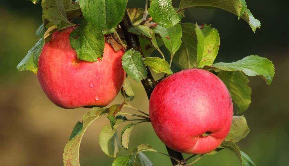 Здоровые фрукты без пестицидов — безопасна ли импортная плодово-ягодная продукция?