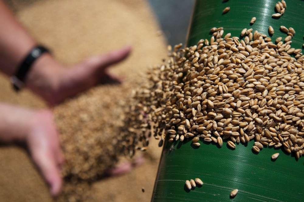 Правительство утвердило изменения в правилах проведения закупочных и товарных интервенций на рынке зерна