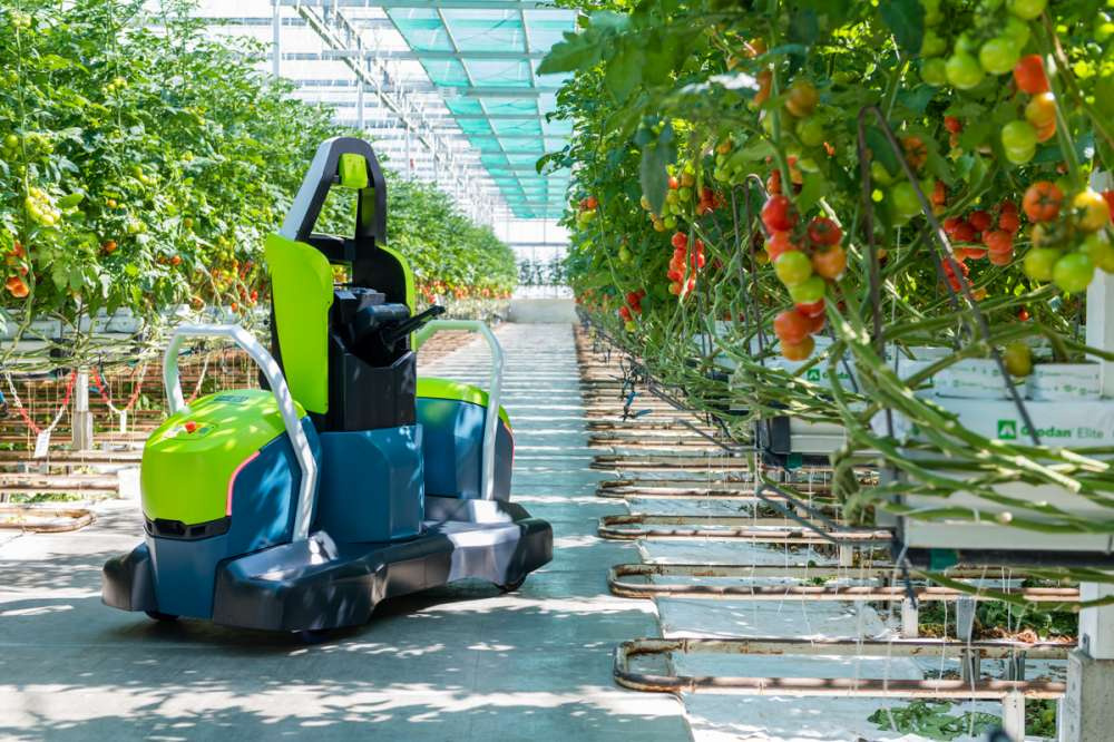 На рынок выходит робот-листорез для томатов
