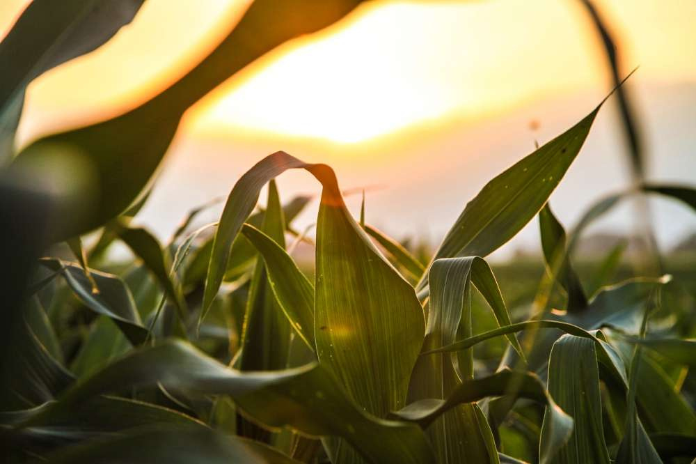 Жара и засуха угрожают урожаю кукурузы в России