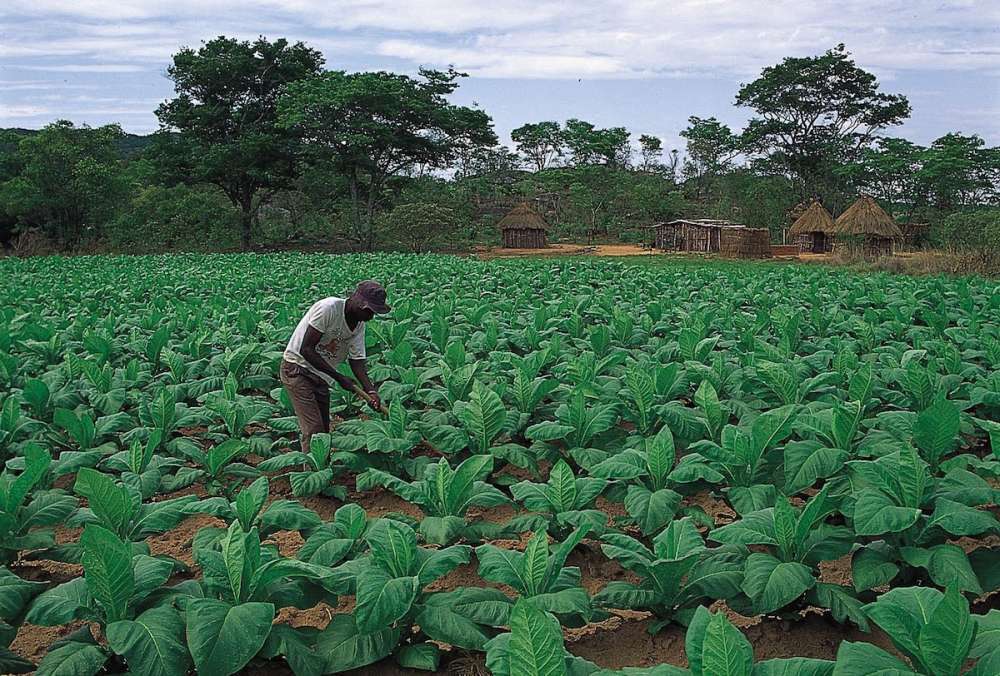 Беларусь поставила в Зимбабве сельхозтехнику на 58 млн долларов