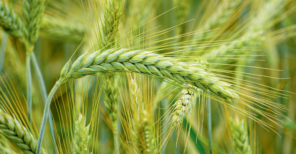 Совместный эффект — опыт применения биопестицидов и микробиологических удобрений на яровой пшенице