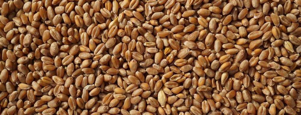Малогабаритная сушилка для зерна — оптимизация процесса заготовки продукции