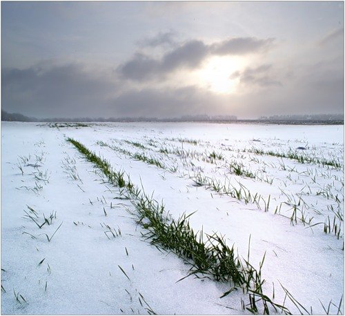 В Сибири формируется благоприятный климат для сельского хозяйства