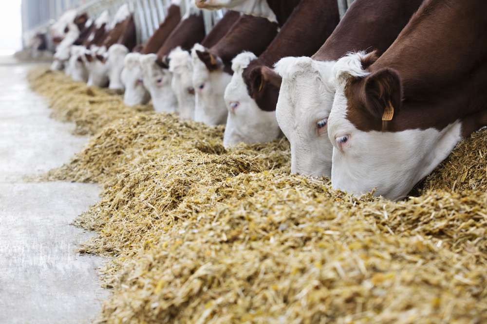Правительством РФ одобрены изменения в закон «О ветеринарии» в части регистрации кормовых добавок