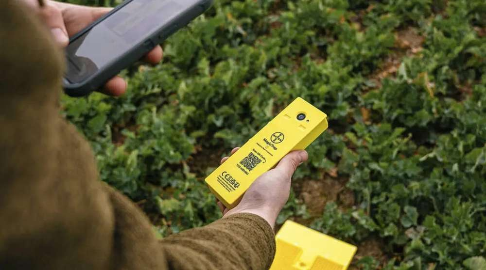 Bayer выпустил новую версию ловушки для вредителей рапса