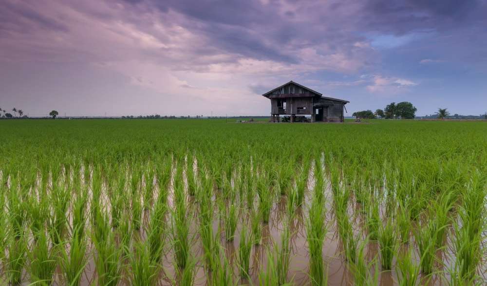 Новый гербицид для риса поможет повысить урожайность культуры до 70%