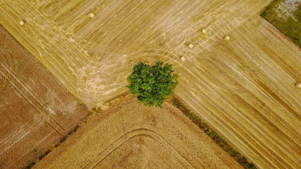 Опубликованы итоги сельхозпроизводства стран Евросоюза в 2020 году — Евростат