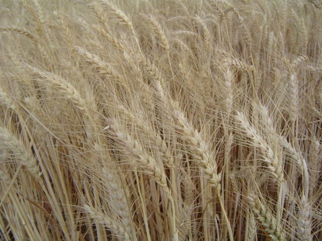 Засуха не помеха — испытание сортов твердой яровой пшеницы в Челябинской области
