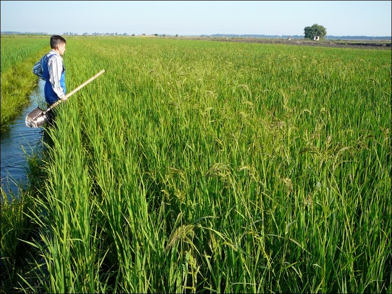 Пять крупнейших регионов по производству риса в России