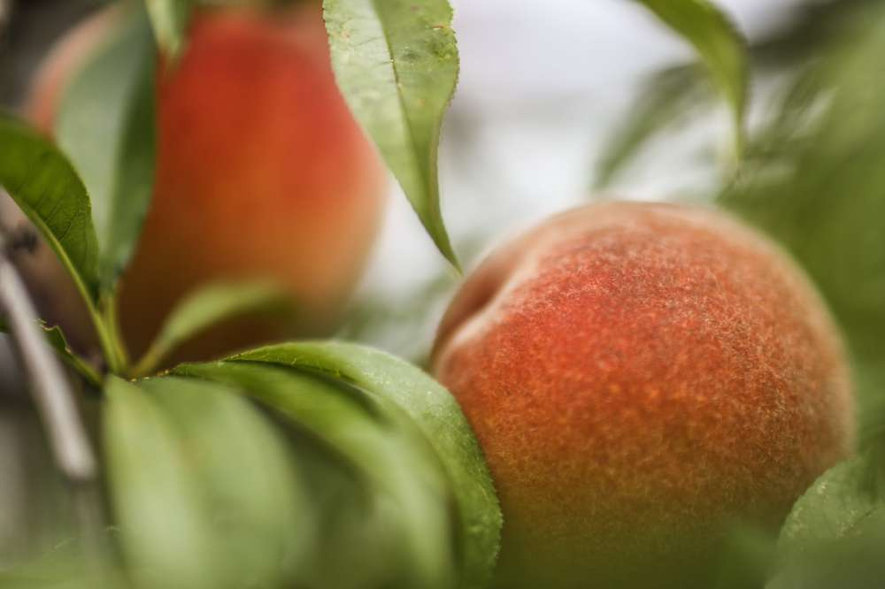 Госдума приняла закон в области маркировки органической продукции