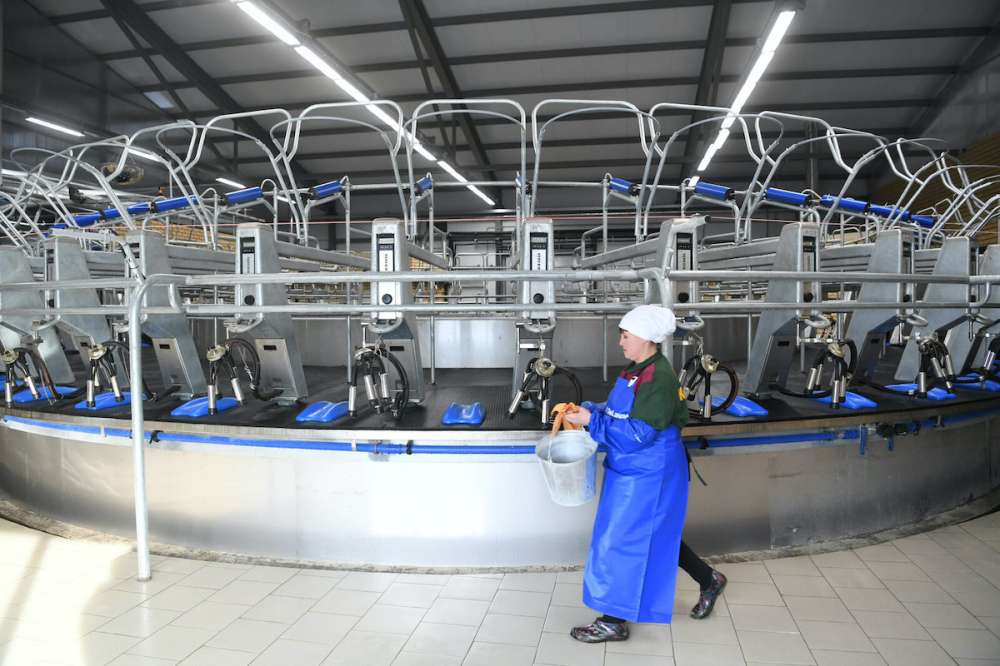Объем реализации молока в сельхозорганизациях вырос на 3,9%