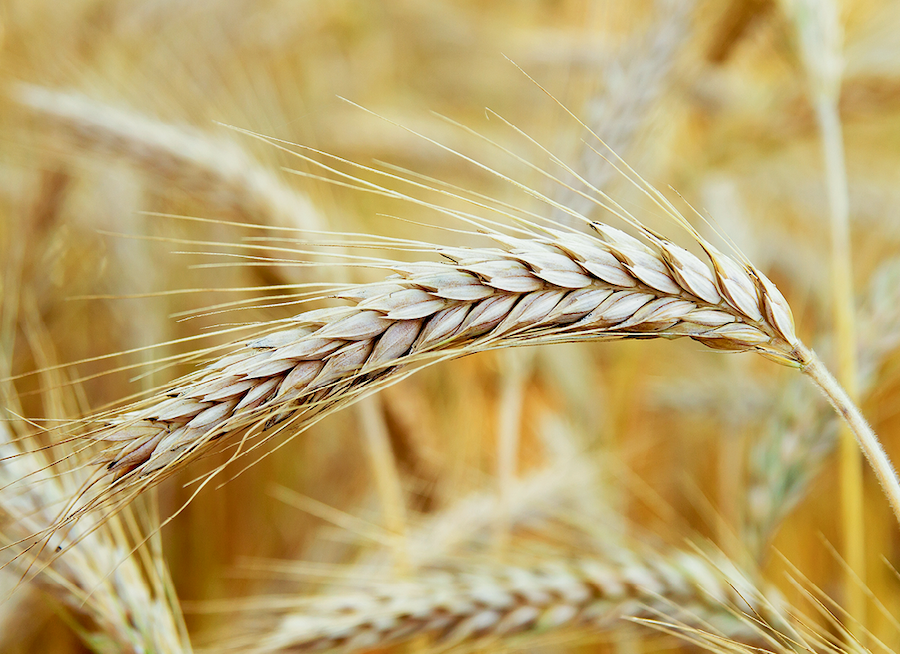 В поисках новой формы пшеницы