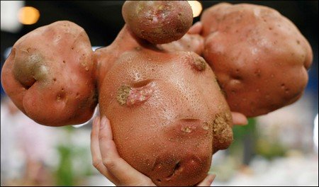 Килограммовую картофелину вырастили в Новгородской области