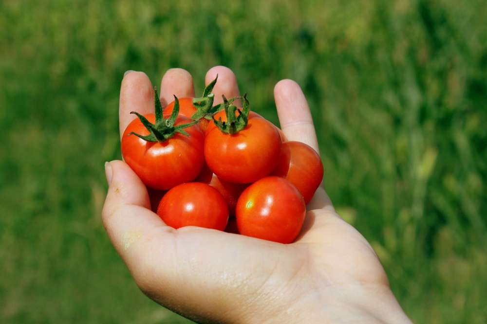 Пестицид Асфицид Био — «зеленое» решение для защиты овощей