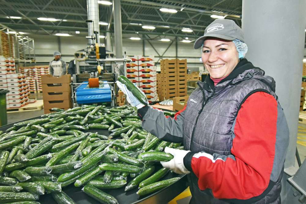 Подмосковный агрокомплекс «Иванисово» начал поставлять овощную продукцию в страны Евросоюза