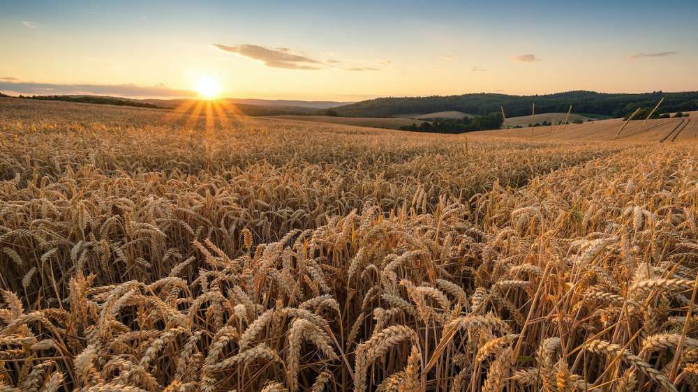 Евросоюз снова понизил прогнозы по урожаю пшеницы