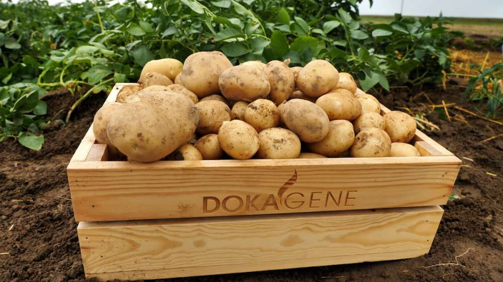 В Астраханской области пройдет День поля для картофелеводов
