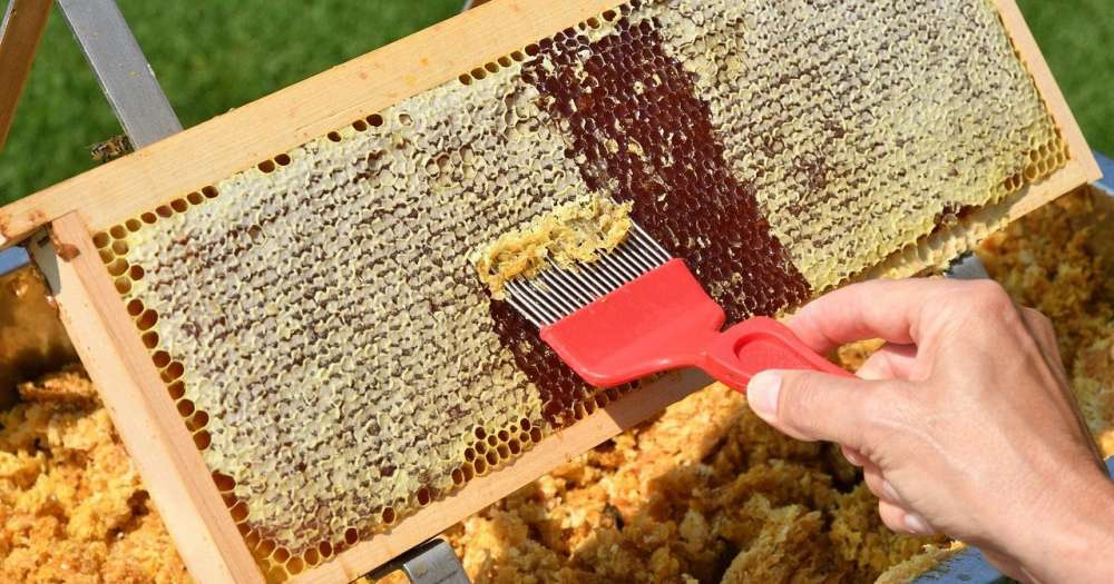 Краснодарский край – в лидерах по производству мёда